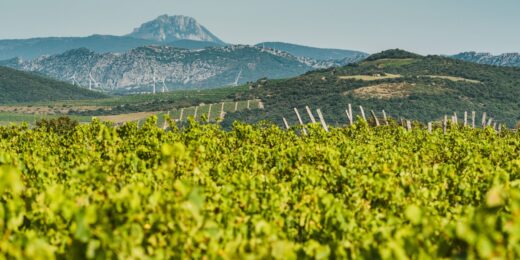 Domaine Gayda wijngaard