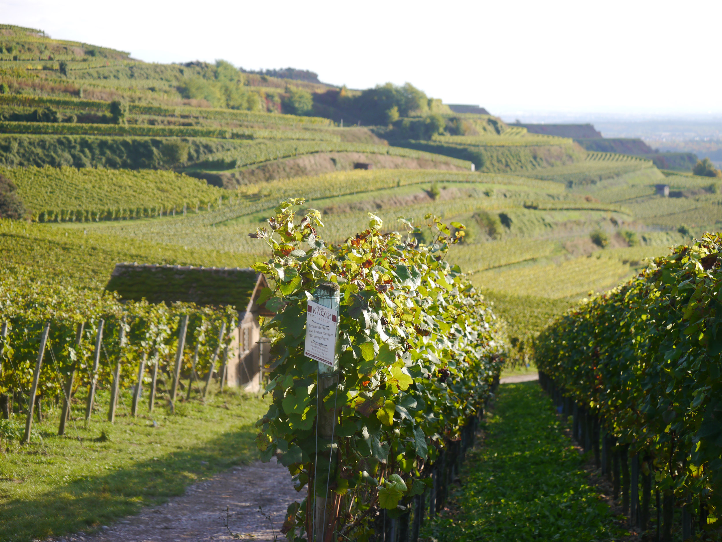 Weingut Gerhard Karle wijngaard