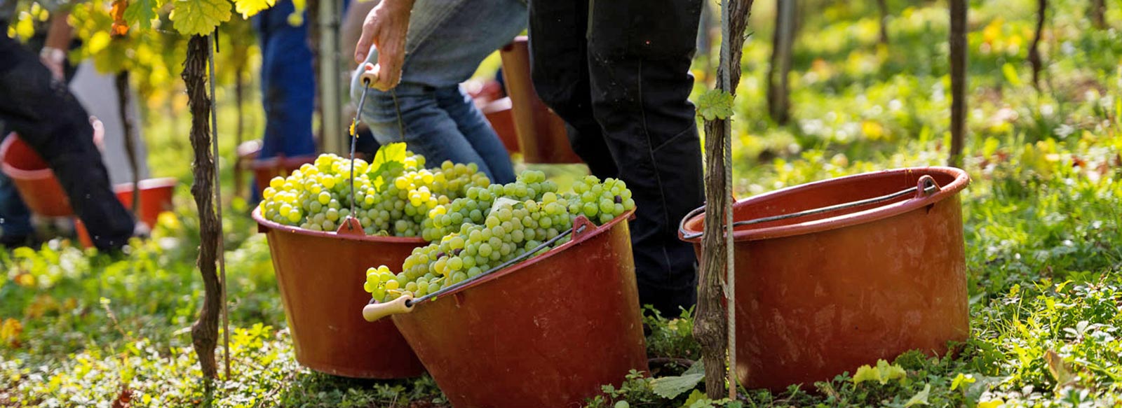 Weingut Löffler wijngaard